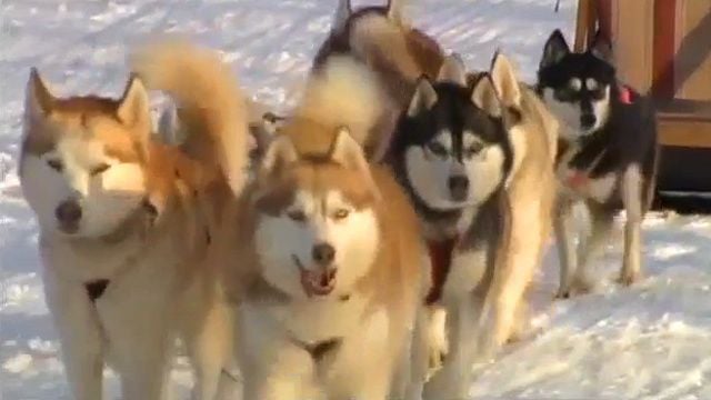 poconos dog sledding