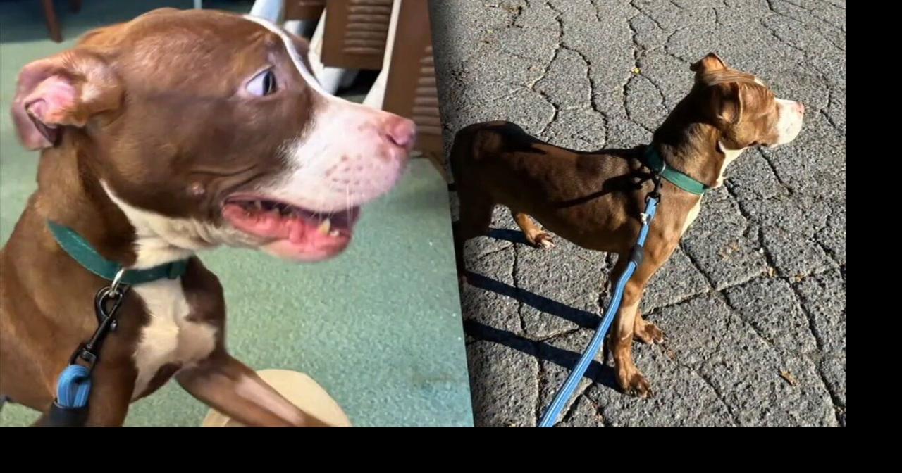 Phillipsburg Mayor says reward for information on abandoned dog grows to $2,000 due to community support