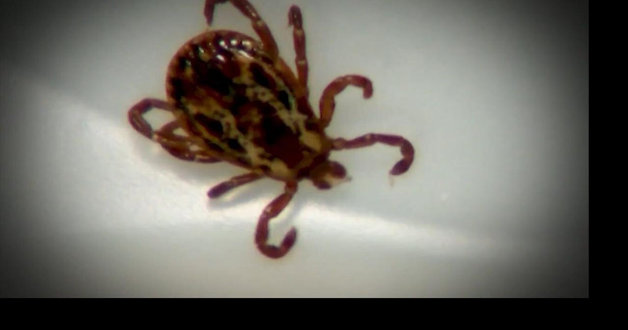 Health Beat: Experts warn tick‑borne diseases can be just as serious for pets as humans
