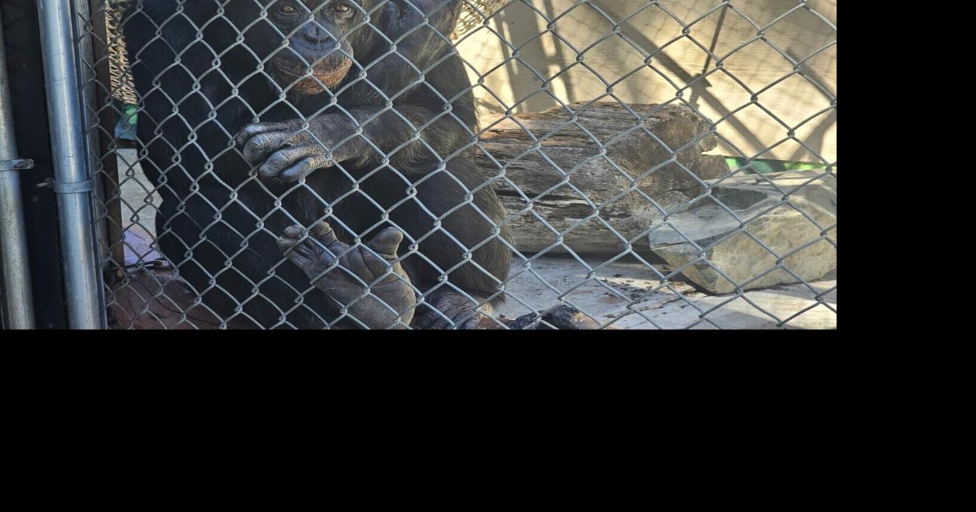 Chimpanzee Sanctuary Northwest Takes in Seized Chimpanzee Living Alone at West Coast Game Park Safari