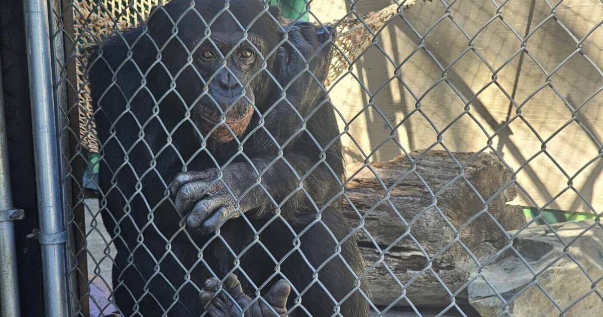 Chimpanzee Sanctuary Northwest Takes in Seized Chimpanzee Living Alone at West Coast Game Park Safari