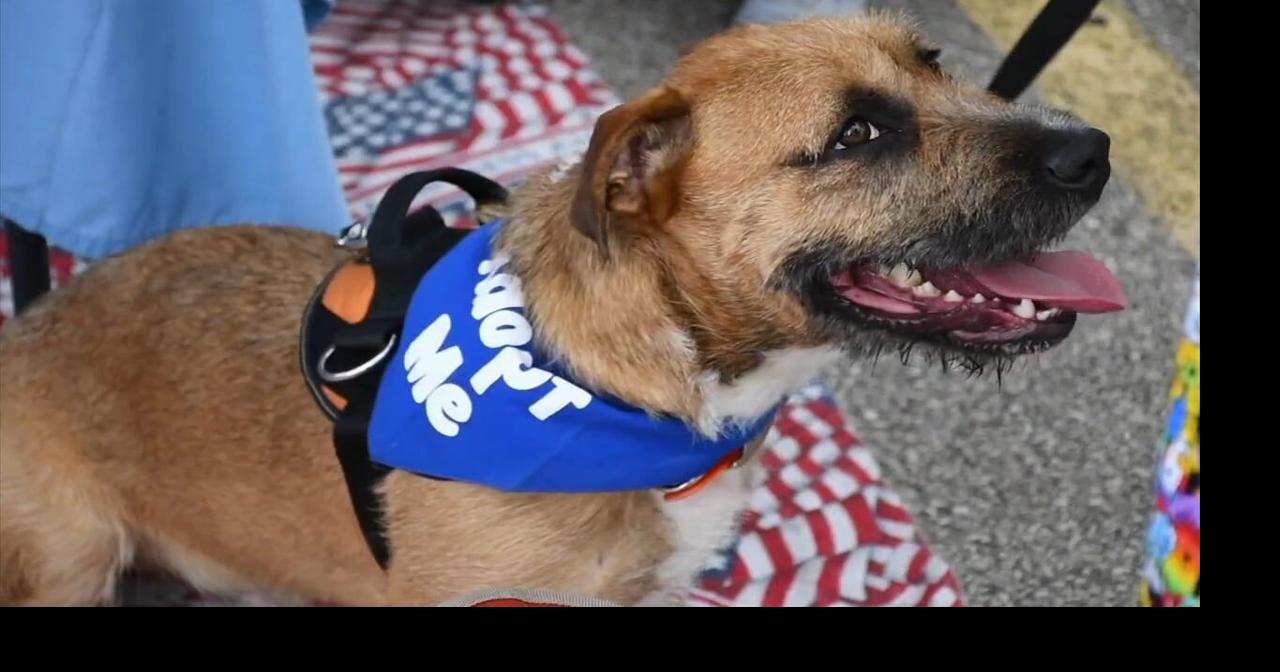 Mostly Muttz Rescue holds adoption event in Royersford | Southeastern ...