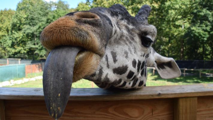 Lehigh Valley Zoo mourns loss of Murphy the Masai Giraffe | Lehigh ...