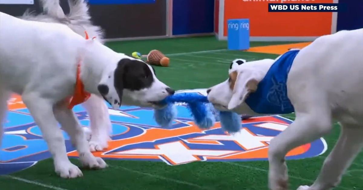 'Team Ruff' vs. 'Team Fluff': Bucks County resident trains, wrangles ...