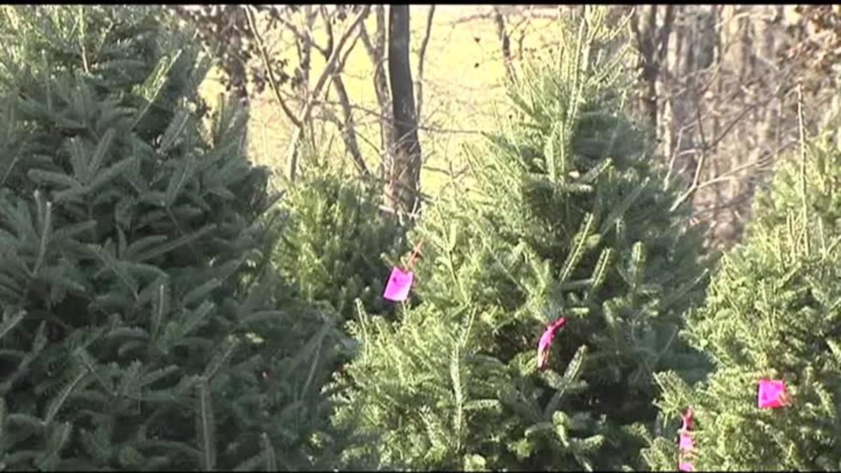 Christmas Tree Shortage Hits Local Area Supplier Business News Wfmz Com