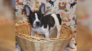 Puppy Stolen From Palmer Park Mall Pet Store Police Say Lehigh Valley Regional News Wfmz Com Puppy Stolen From Palmer Park Mall Pet Store Police Say Lehigh Valley Regional News Wfmz Com