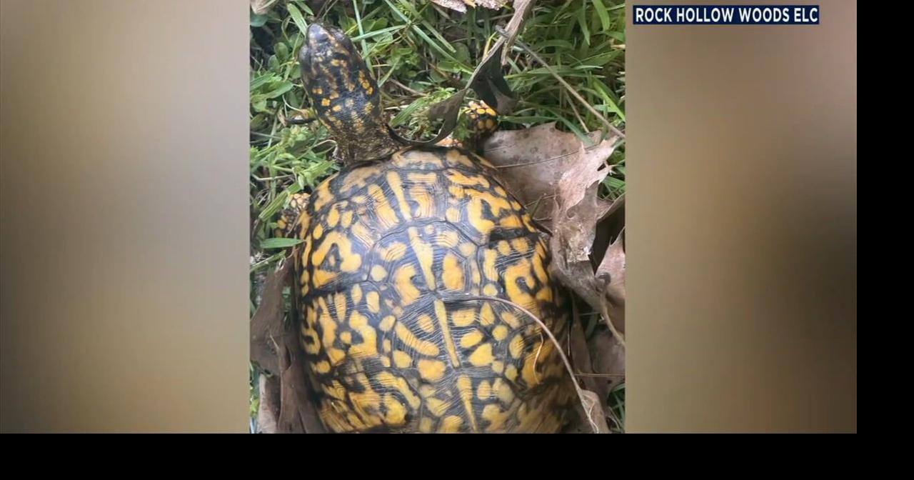Rock Hollow Woods offers $1,000 reward for missing turtles