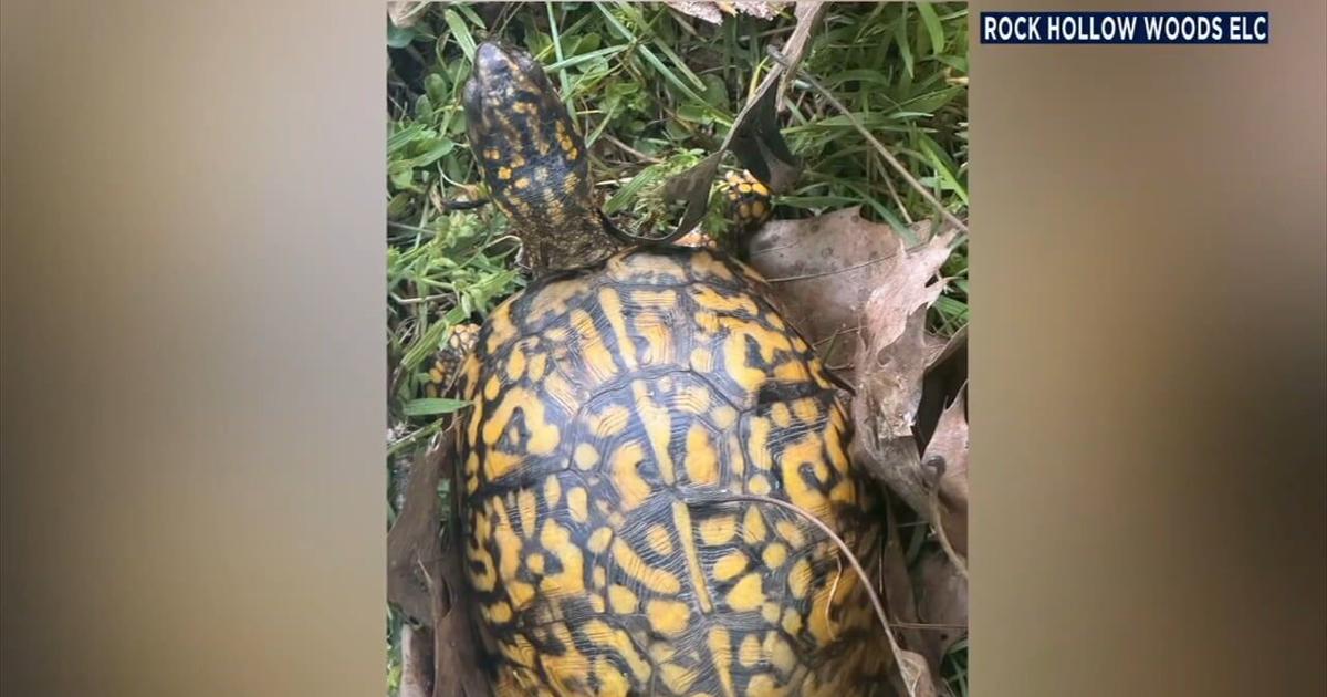 Rock Hollow Woods offers $1,000 reward for missing turtles