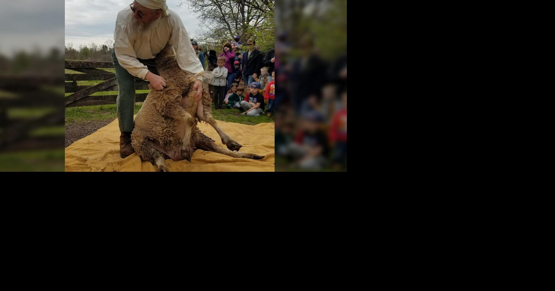 Sheep Shearing Day offers colonial farm experience in Lansdale