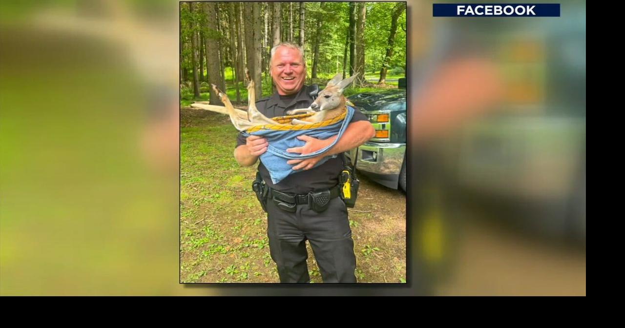 Unique visit: Police officers encounter kangaroos at Hellertown's Reservoir Park