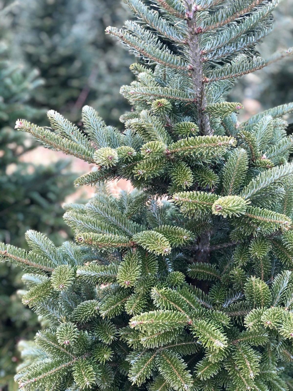 One Tank Trip Beck Tree Farms One Tank Trip Wfmz Com