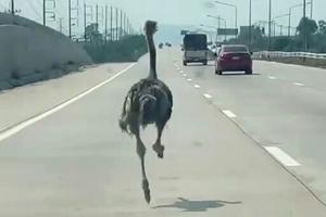 Ostrich on a side quest: runaway big bird sprints on Thai highway