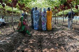 Struggling farmers find hope in India co-operative