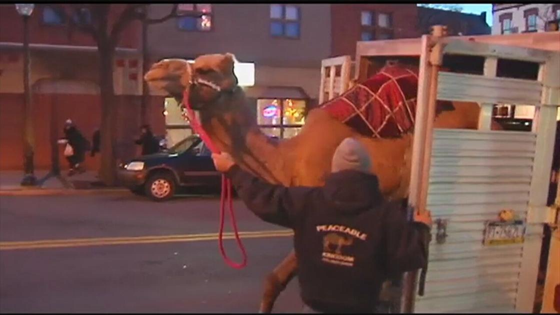 Einstein The Snow Camel To Make Appearance At Fundraiser Lehigh Valley Regional News Wfmz Com