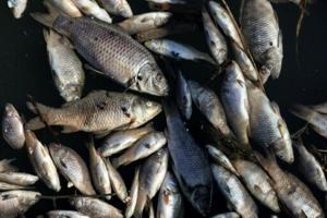 Iraq fish die-off leaves farmers mourning lost livelihoods