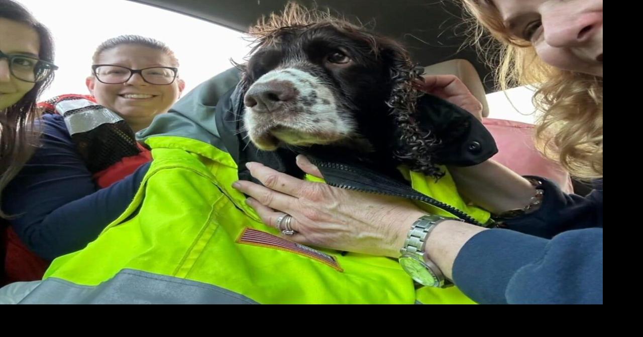 Dog rescued after treading for its life in icy quarry waters | Northern Lehigh County