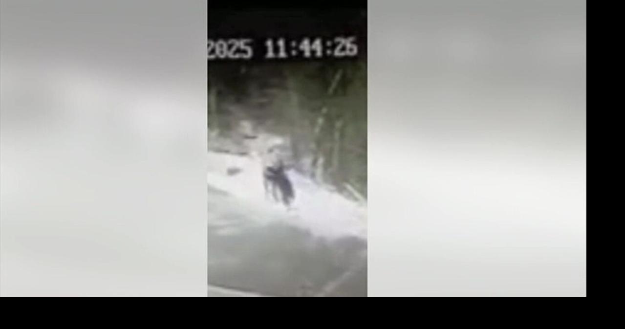 Bear that bit man in Jim Thorpe had rabies, officials say