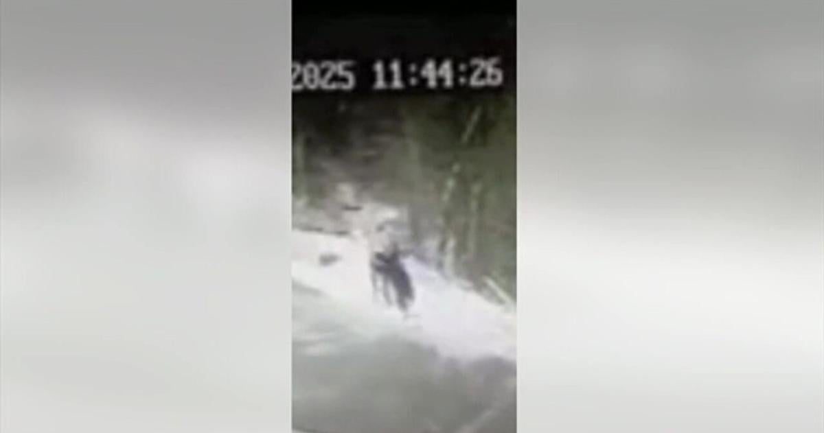 Bear that bit man in Jim Thorpe had rabies, officials say