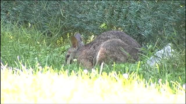 LV ZOO WELCOMES A LV ZOO WELCOMES A TAMMAR WALLABY AND AN EASTERN SCREECH  OWL - Lehigh Valley Zoo