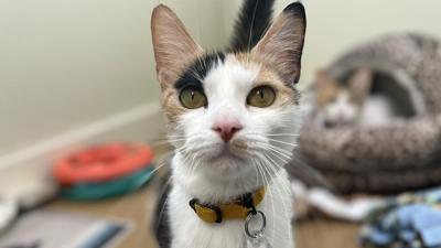 Sissy the cat at Humane Pennsylvania in Reading