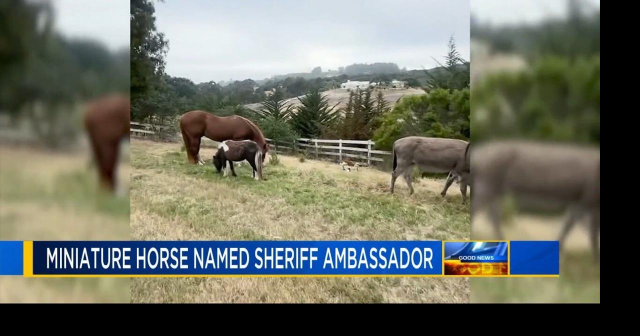 Miniature horse who was rescued serves as honorary community ambassador ...