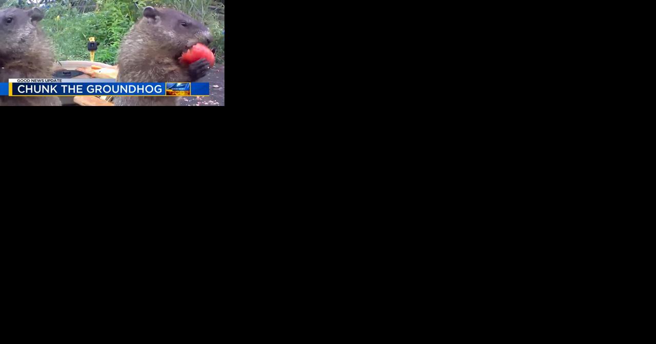 Viral sensation 'Chunk the Groundhog' remains strong into sixth season - Vimarsana News