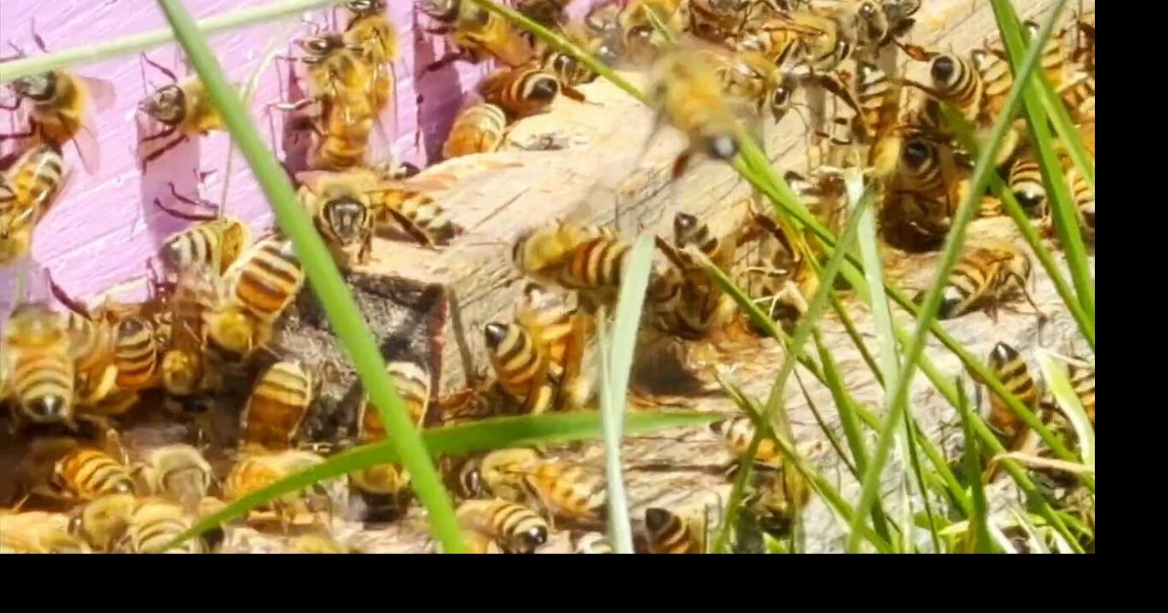 City Council hearing generates ‘buzz’; discusses proposed regulations for raising bees in Reading