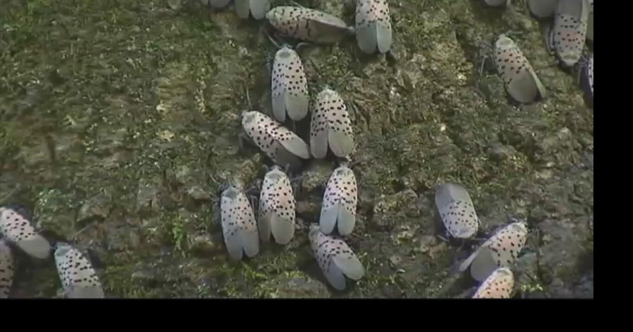 8 New Jersey counties see spotted lanternfly infestations New Jersey
