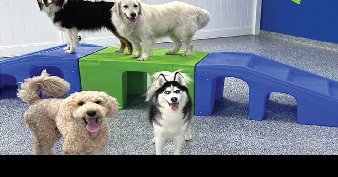 New Allentown facility to offer interactive dog daycare, boarding and pet spa services | Eat, Sip, Shop