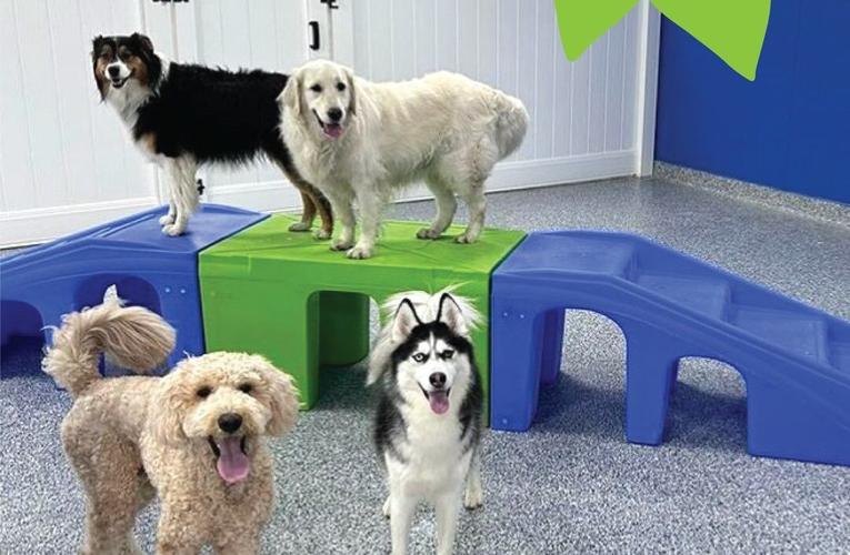 New Allentown facility to offer interactive dog daycare, boarding and