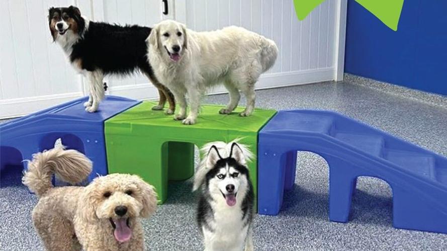 Cool Review About Dog Boarding Allentown Pa