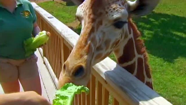 One Tank Trip: Feeding the giraffes at the Elmwood Park Zoo | One Tank ...