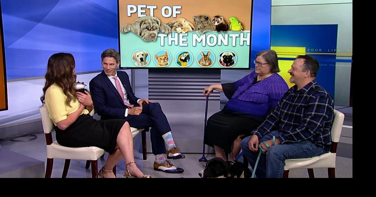 Meet Howie, Pawley and Amber, our pets of the month