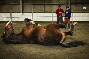 Horses unlikely saviours for those who serve in uniform