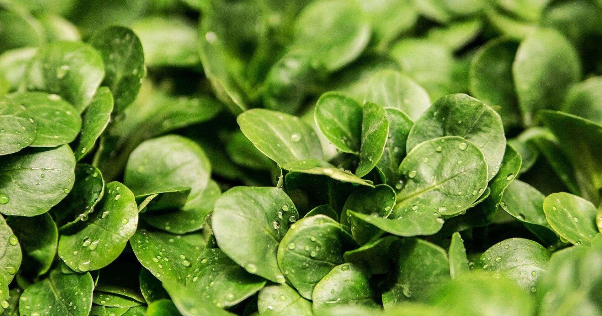 Reading School District proposes aquaponics building - Vimarsana News