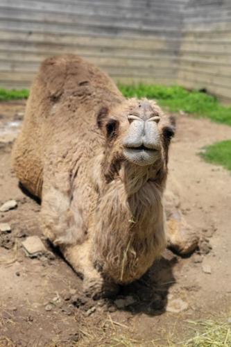 Lehigh Valley Zoo mourns loss of 2nd camel | Lehigh Valley Regional ...