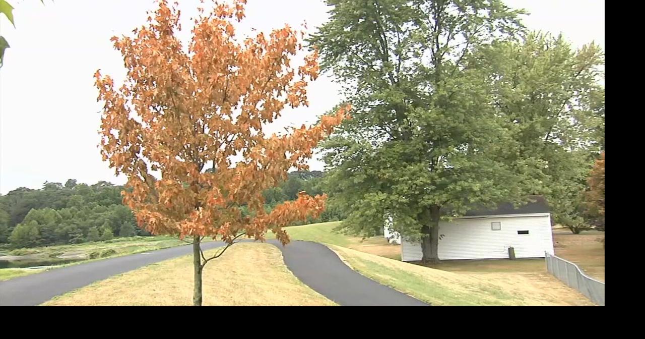 How this summer's weather could impact fall foliage in the Lehigh ...