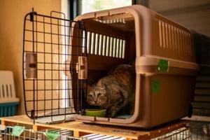 Japan startup seeks approval of cat kidney disease treatment