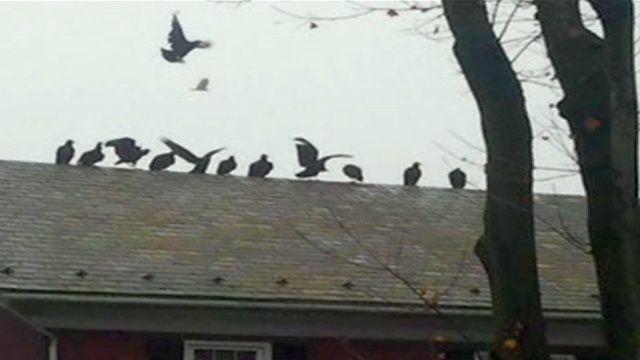 Turkey Vultures Invade Wernersville Neighborhood Berks Regional
