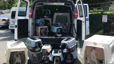 25 Jack Russell Terriers Surrendered To Animal Rescue League Berks Regional News Wfmz Com