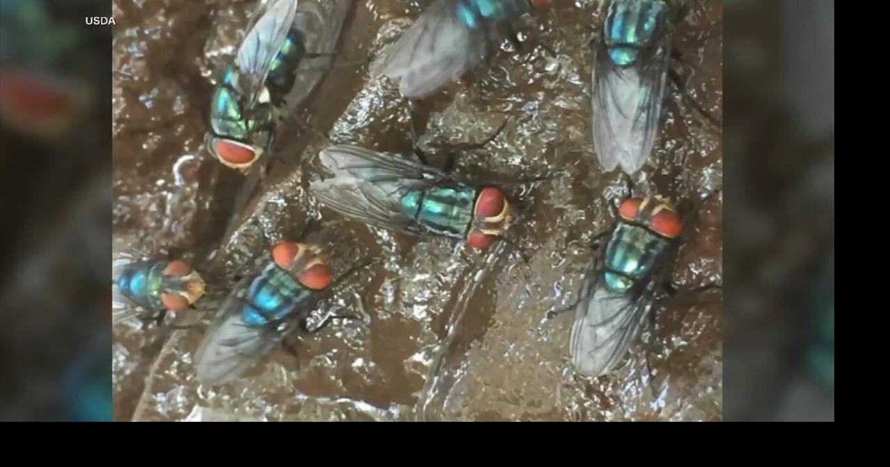 Health Beat: Parasitic fly outbreak prompts Pa. to restrict animal movement