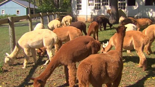 Bethlehem farm store sells Alpaca fleece