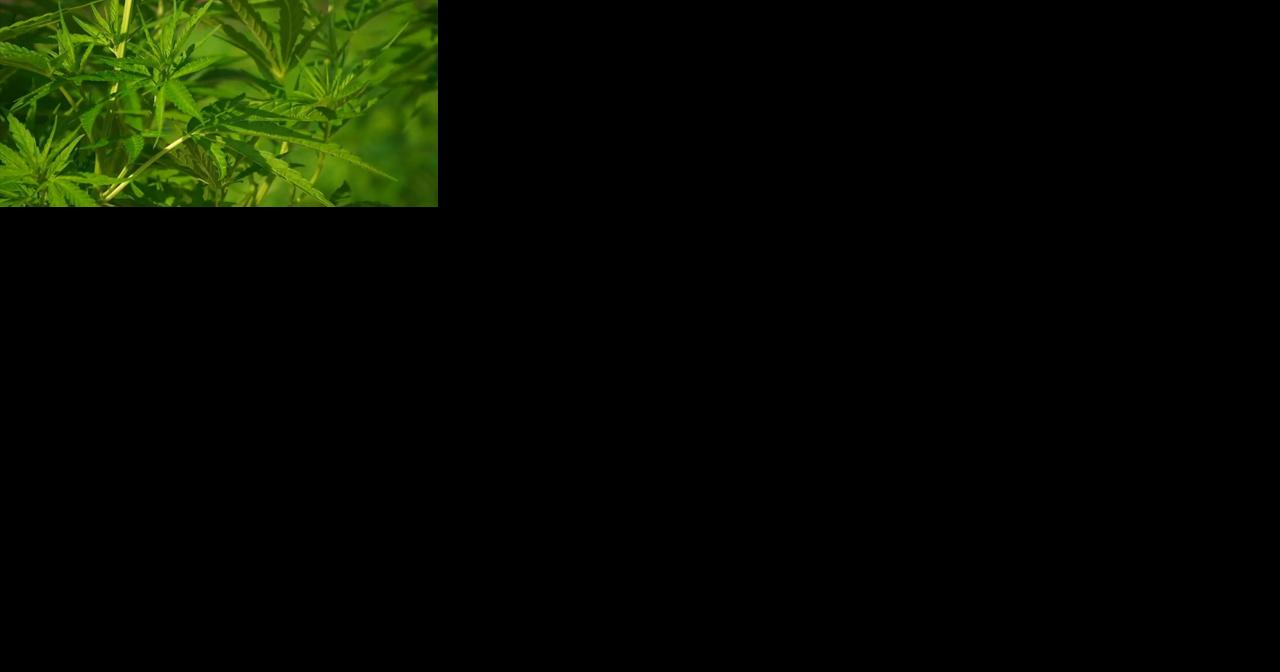 Pa. House health committee holds meeting on adult use cannabis - Vimarsana News