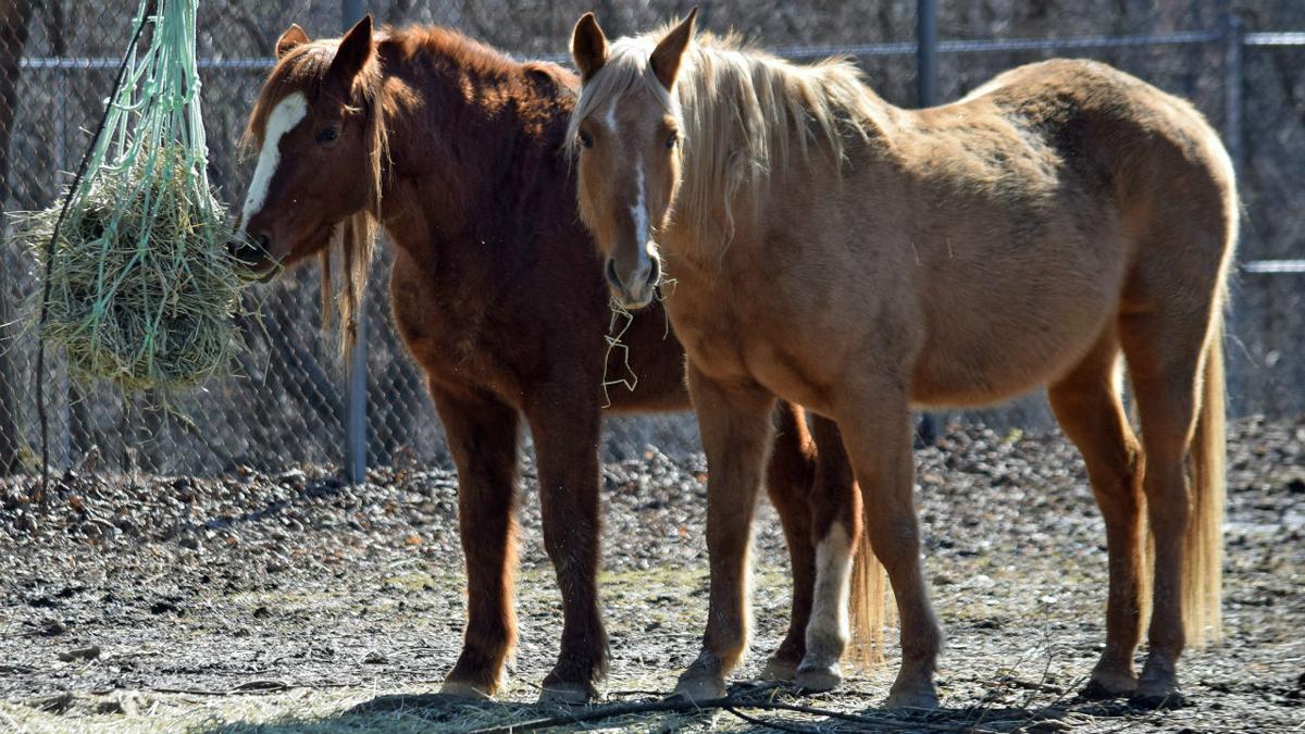 Gratuit Images Lehigh Valley Zoo Says Its 24 Year Old Palomino Horse Has Died le plus cool salutations