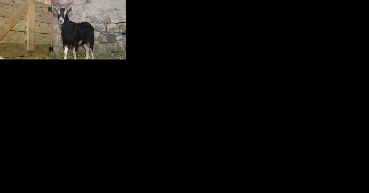 Owner sought after runaway goat captured in Brecknock Twp. - Vimarsana News
