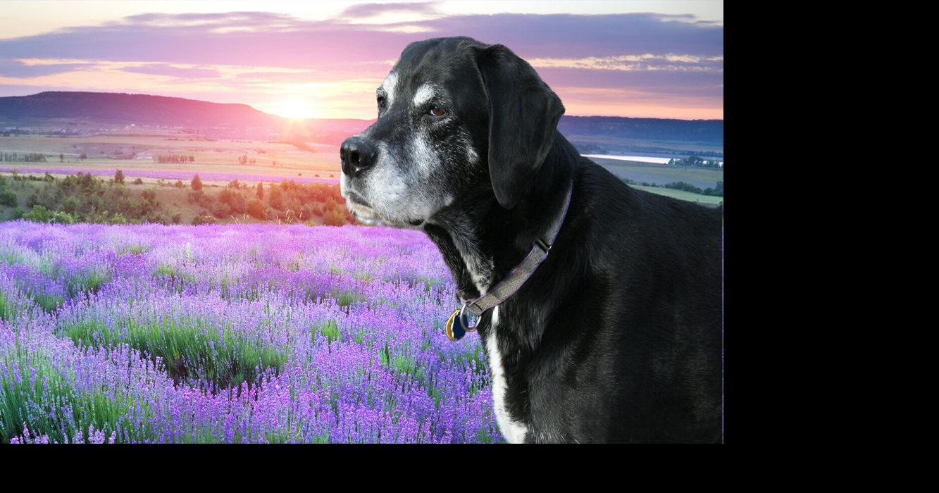 Dr. Laurie Brush of Heaven at Home Pet Hospice Highlights Ways to Identify and Alleviate Pain in Aging Pets for Animal Pain Awareness Month | PR Newswire