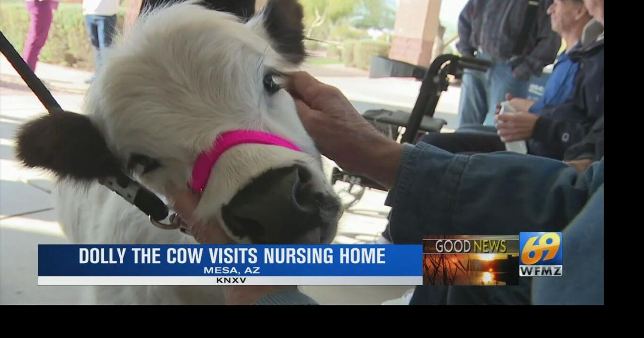 Arizona therapy cow helps adult care members | Good News | wfmz.com