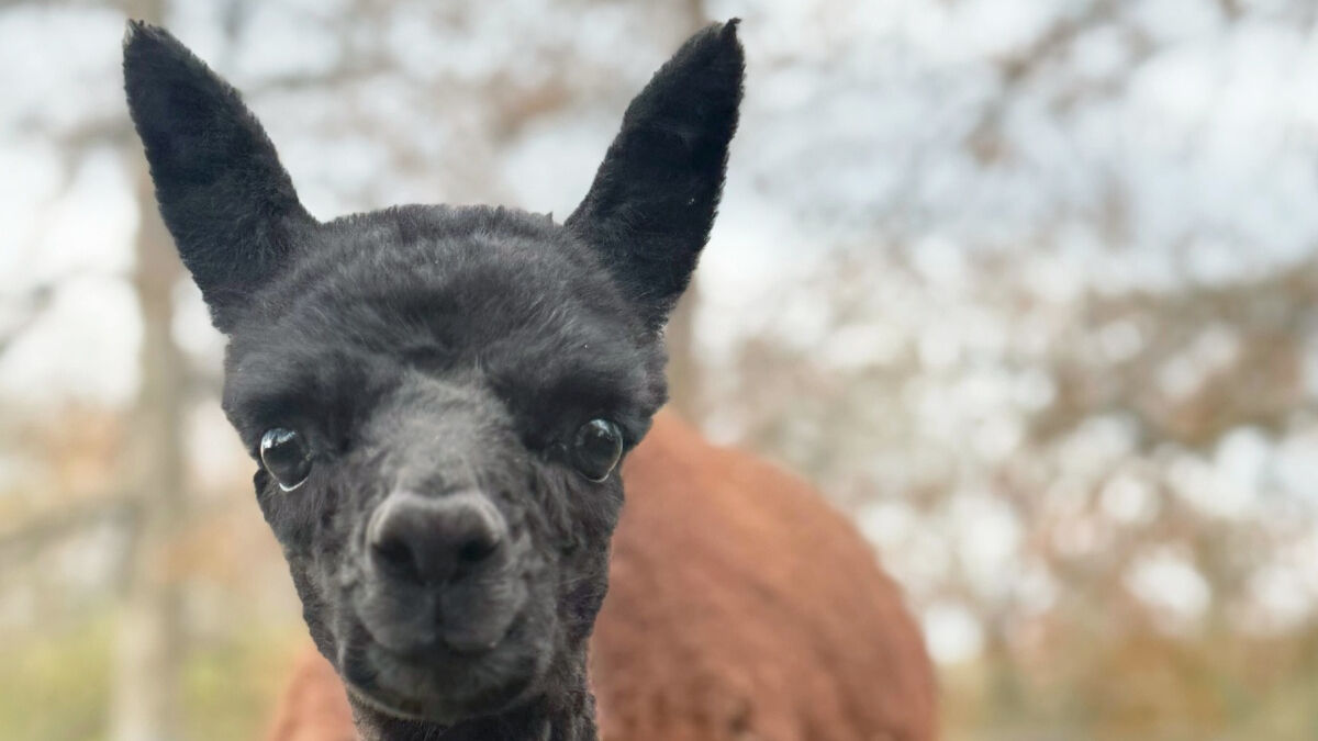 Lehigh Valley Zoo welcomes rare baby alpaca with black fleece