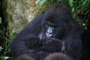 Rare mountain gorilla twins born in DR Congo: park authorities