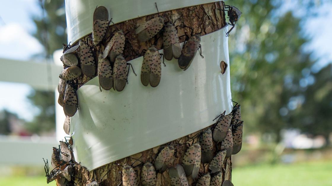 Spotted lanternfly tree bands could kill birds, bats | Berks Regional